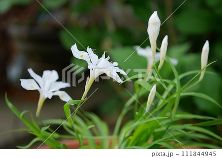 白いヒメシャガ20230401 111844945