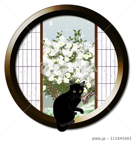 丸窓から見える雪化粧された白い山茶花と猫 丸窓から見える雪化粧された白い山茶花と猫 111845001