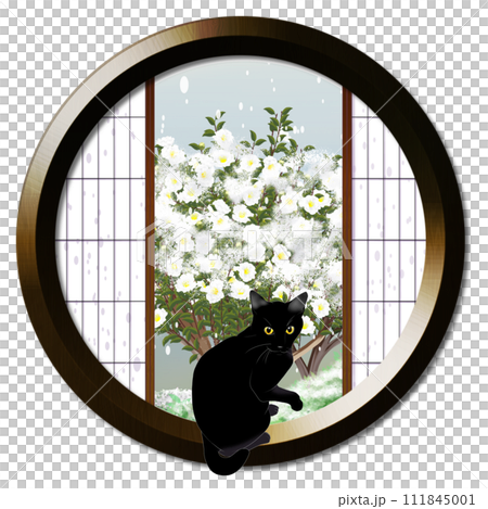 丸窓から見える雪化粧された白い山茶花と猫 丸窓から見える雪化粧された白い山茶花と猫 111845001