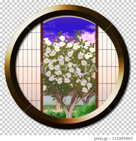 A landscape with white sasanqua flowers dyed at dusk as seen from the round window A landscape with white sasanqua flowers dyed at dusk as seen from the round window 111845003