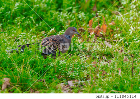 ハト科キジバトの採食行動 ハト科キジバトの採食行動 111845114