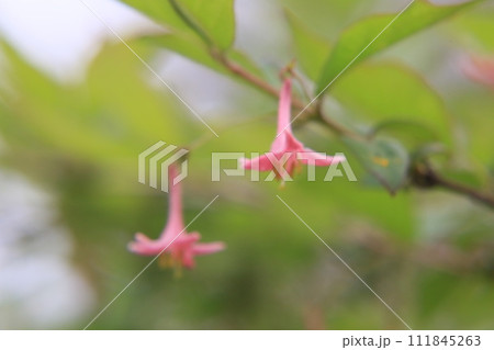 鶯神楽の花 111845263