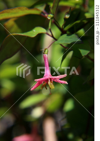 鶯神楽の花 111845312