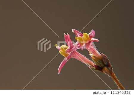 鶯神楽の花 鶯神楽の花 111845338