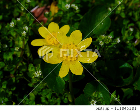 キンポウゲ科ヒメリュウキンカの花 111845381