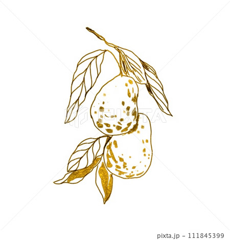 Avocado sprig, golden. Graphic illustration isolated on white background. Element for cards, wedding invitations, labels, covers, posters. Avocado sprig, golden. Graphic illustration isolated on white background. Element for cards, wedding invitations, labels, covers, posters. 111845399
