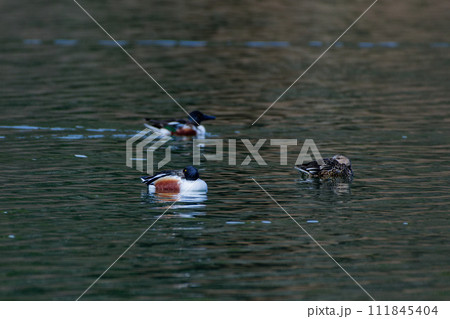 溜池で休息するカモ科ハシビロガモの雄雌 111845404