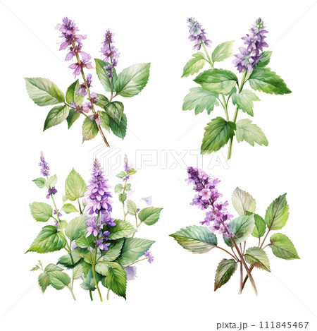 AI-generated content. Patchouli or Pogostemon cablini set Hand drawn watercolor illustration isolated on white background 111845467