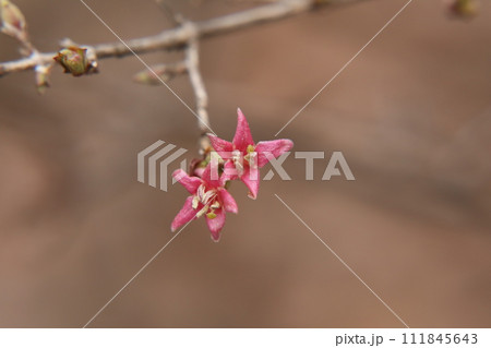 ウグイスカグラの花 111845643