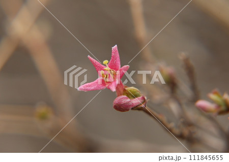 ウグイスカグラの花 ウグイスカグラの花 111845655