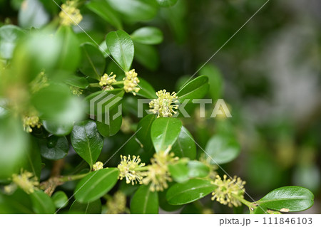 ツゲ科の常緑樹・柘植(ツゲ)の花 ツゲ科の常緑樹・柘植(ツゲ)の花 111846103