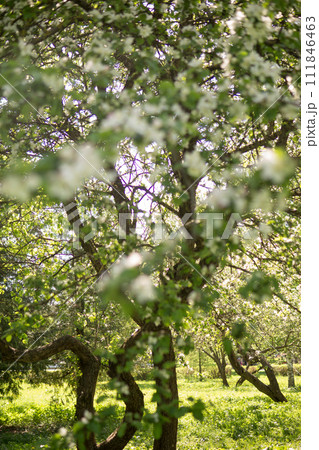Blooming Apple tree branches with white flowers close-up. Blooming Apple tree branches with white flowers close-up. 111846463
