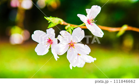 3月から4月の春の季節に爽やかな陽光の下で満開に咲いた桜の花と開花を待つ小さな蕾 111846662