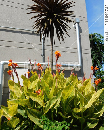 斑入りハナカンナ 斑入りハナカンナ 111846783