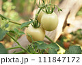 The small tomatoes are not yet fully grown. 111847172