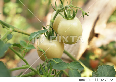 The small tomatoes are not yet fully grown. 111847172