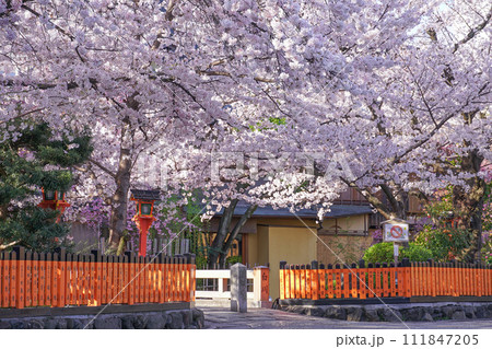 桜 111847205