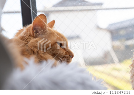 窓辺の猫 茶トラ猫 窓辺の猫 茶トラ猫 111847215