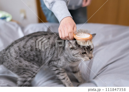 猫にブラシをかける サバトラ猫 猫にブラシをかける サバトラ猫 111847358