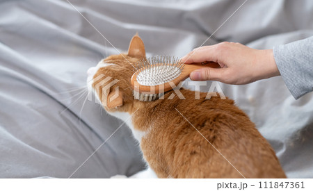 猫にブラシをかける　茶トラ白 111847361