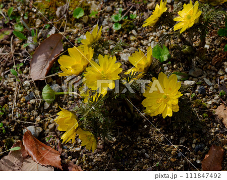早春の黄色い花 福寿草開花 早春の黄色い花 福寿草開花 111847492