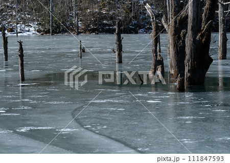 凍りつく池と立ち枯れの木 自然湖 凍りつく池と立ち枯れの木 自然湖 111847593
