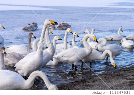 北海道　弟子屈　屈斜路湖　白鳥　冬　ポップコーンを食べる白鳥 111847635