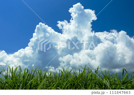 沖縄の風景 さとうきび畑、青い空、白い雲 沖縄の風景 さとうきび畑、青い空、白い雲 111847663