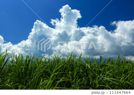 沖縄の風景　さとうきび畑、青い空、白い雲　 111847664