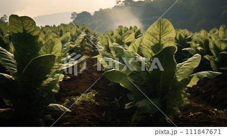 Industrial cultivation of tobacco leaves 111847671