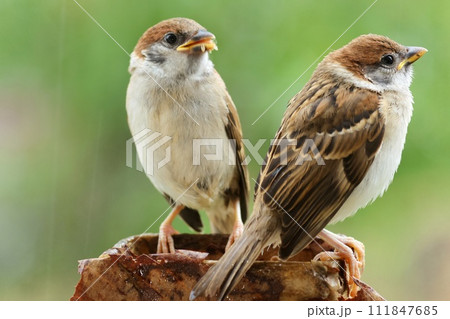 スズメの巣立ち雛　親鳥のいない時間がだんだん増えていきます 111847685
