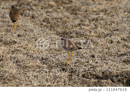 水田で採食するチドリ科ケリ 111847819