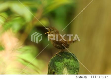 ミソサザイ　ソングポストでさえずる　渓流沿いに住む小さい野鳥　茶色で保護色 111848047