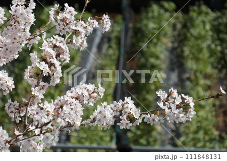 安曇野の山葵の田んぼを背景に桜の花のアップ 安曇野の山葵の田んぼを背景に桜の花のアップ 111848131