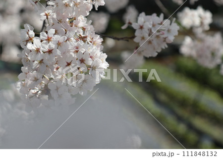 安曇野のワサビ田と桜の花のクローズアップ 安曇野のワサビ田と桜の花のクローズアップ 111848132