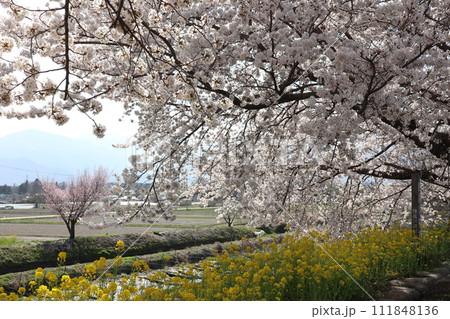 菜の花と桜の花と山のある風景 菜の花と桜の花と山のある風景 111848136
