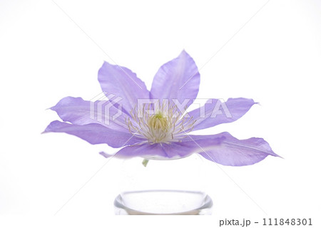 紫色のクレマチス20230302 紫色のクレマチス20230302 111848301