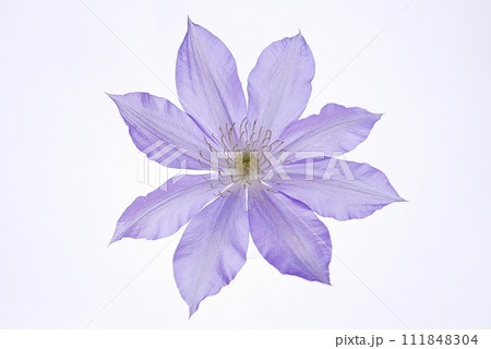 紫色のクレマチス20230305 111848304