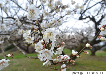 梅の花 梅の花 111848311