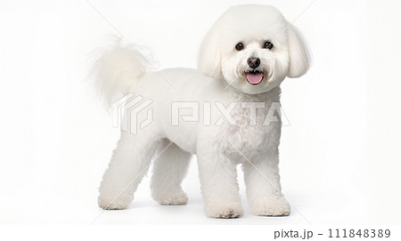ビション・フリーゼ image of Bichon Frise No1-3 111848389