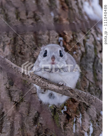 北海道 3大かわいい エゾモモンガ 小動物 北海道 3大かわいい エゾモモンガ 小動物 111848486