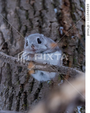 北海道 3大かわいい エゾモモンガ 小動物 北海道 3大かわいい エゾモモンガ 小動物 111848489