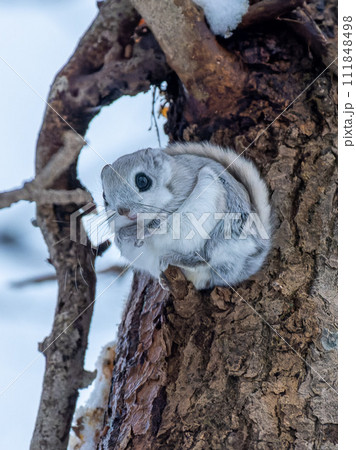 北海道 3大かわいい エゾモモンガ 小動物 北海道 3大かわいい エゾモモンガ 小動物 111848498