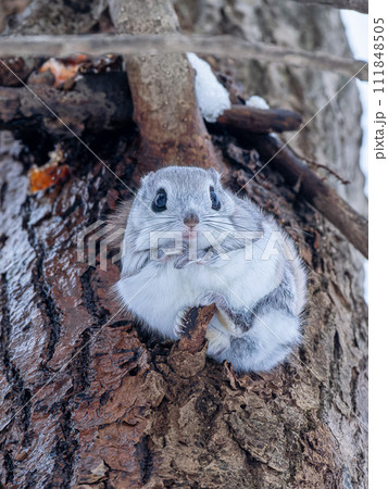 北海道 3大かわいい エゾモモンガ 小動物 北海道 3大かわいい エゾモモンガ 小動物 111848505