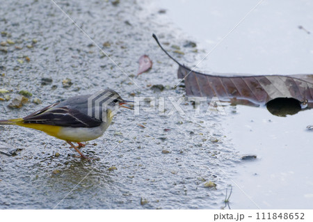 水辺で採食するセキレイ科キセキレイ 111848652