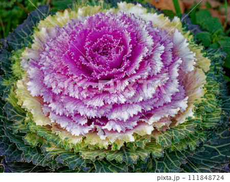 アブラナ科の園芸植物　ハボタン 111848724