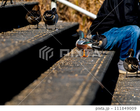 階段を歩くハシビロガモ 階段を歩くハシビロガモ 111849009