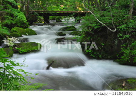 緑の奥入瀬渓流 111849010