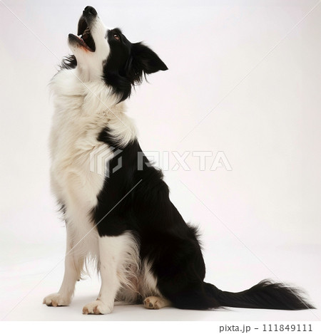 ボーダー・コリー image of Border Collie No2-12 111849111