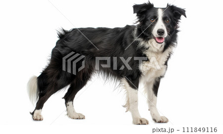 ボーダー・コリー image of Border Collie No1-2のイラスト素材